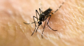 Комары и новейшие технологии борьбы с ними