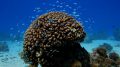 Как новые технология и роботехника способствует росту кораллов